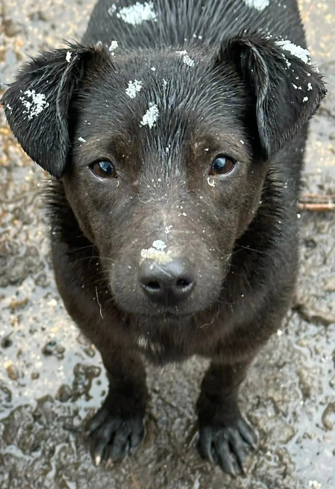 Perine — Cross-breed