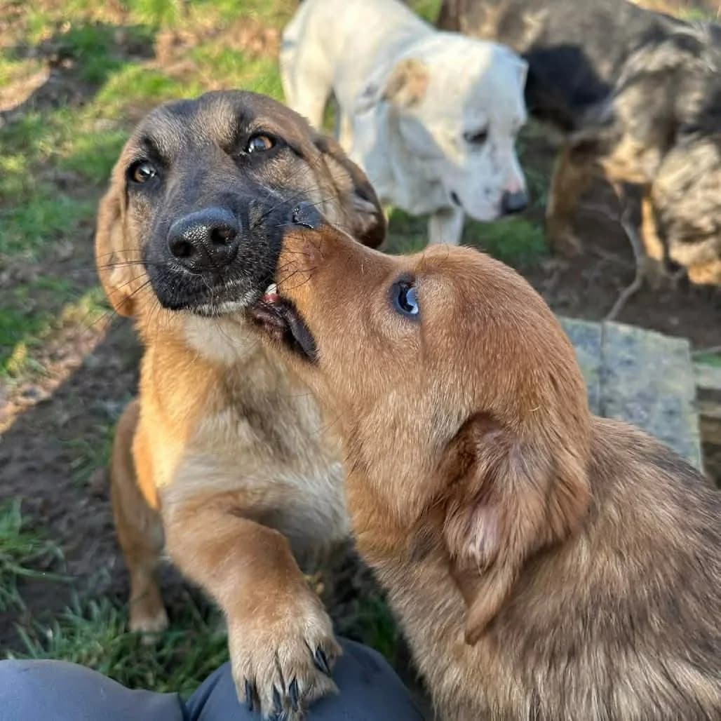 Paula — Cross-breed