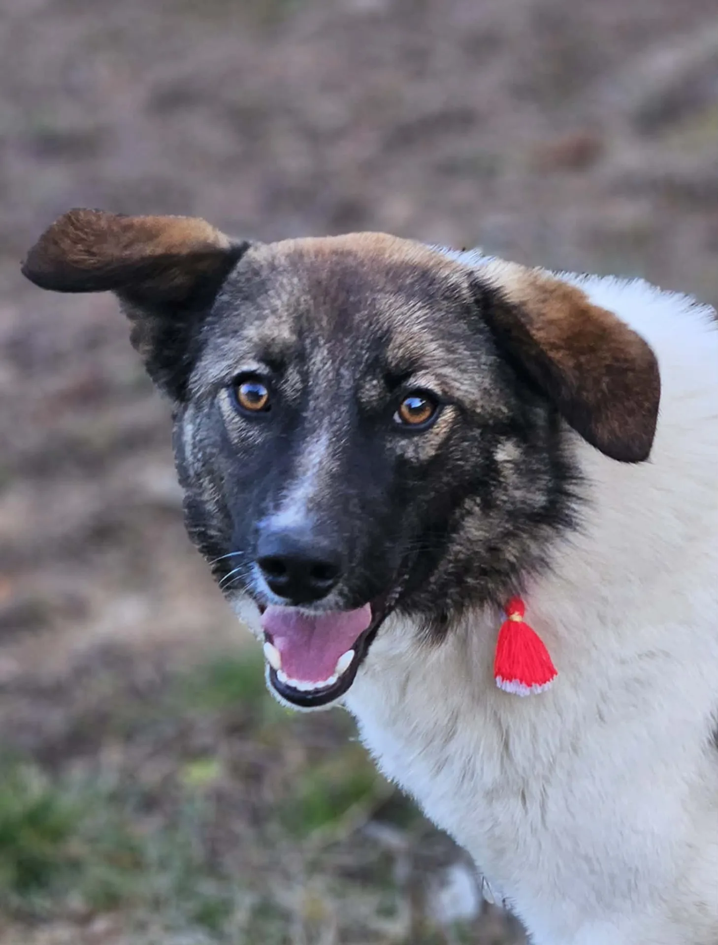 Aurin — Cross-breed