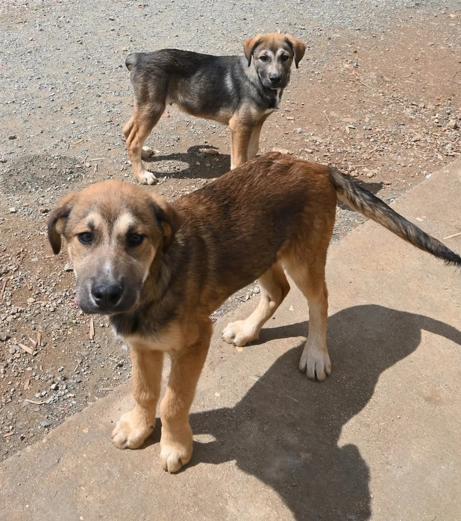 Teddy — Shepherd Cross