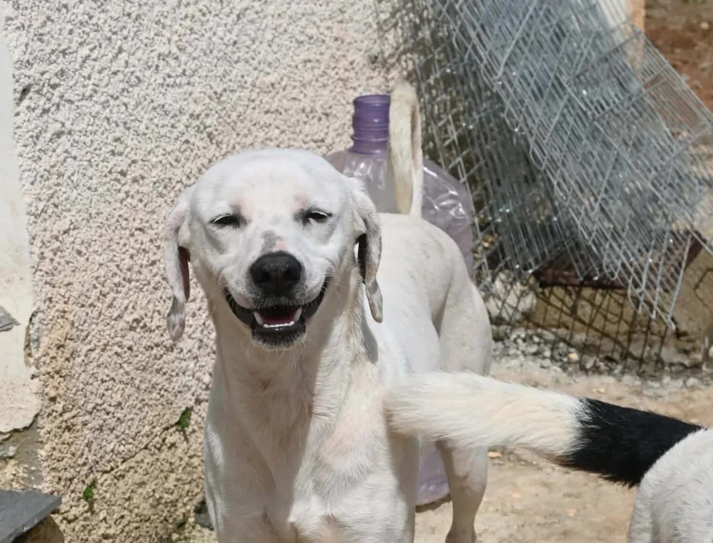 Lucho — Cross-breed