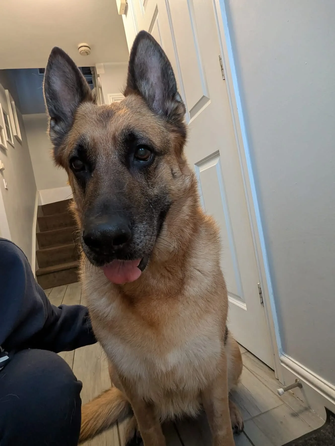 Amy — German Shepherd