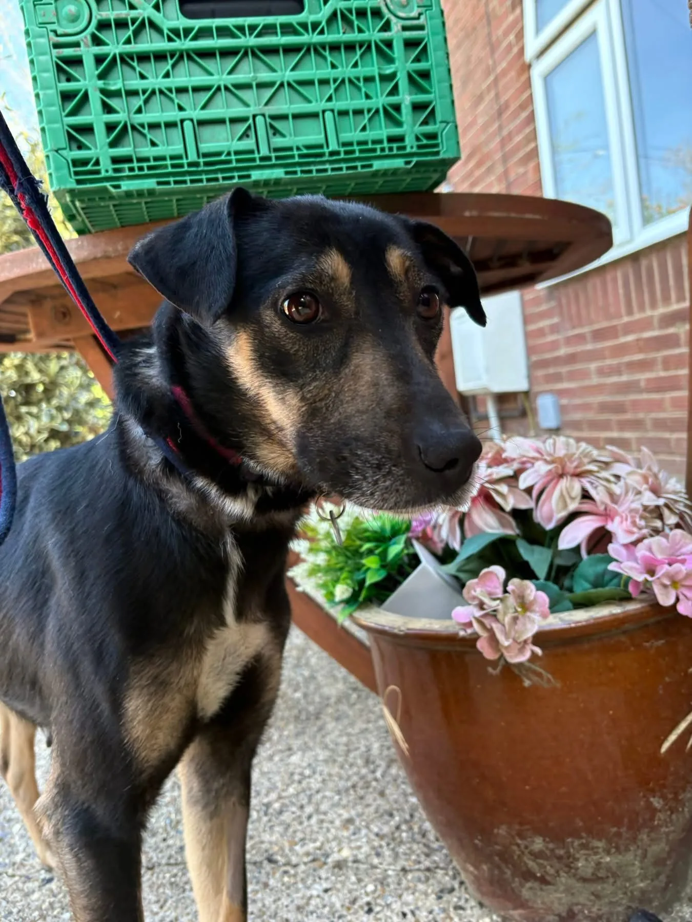 Zelda — Cross-breed