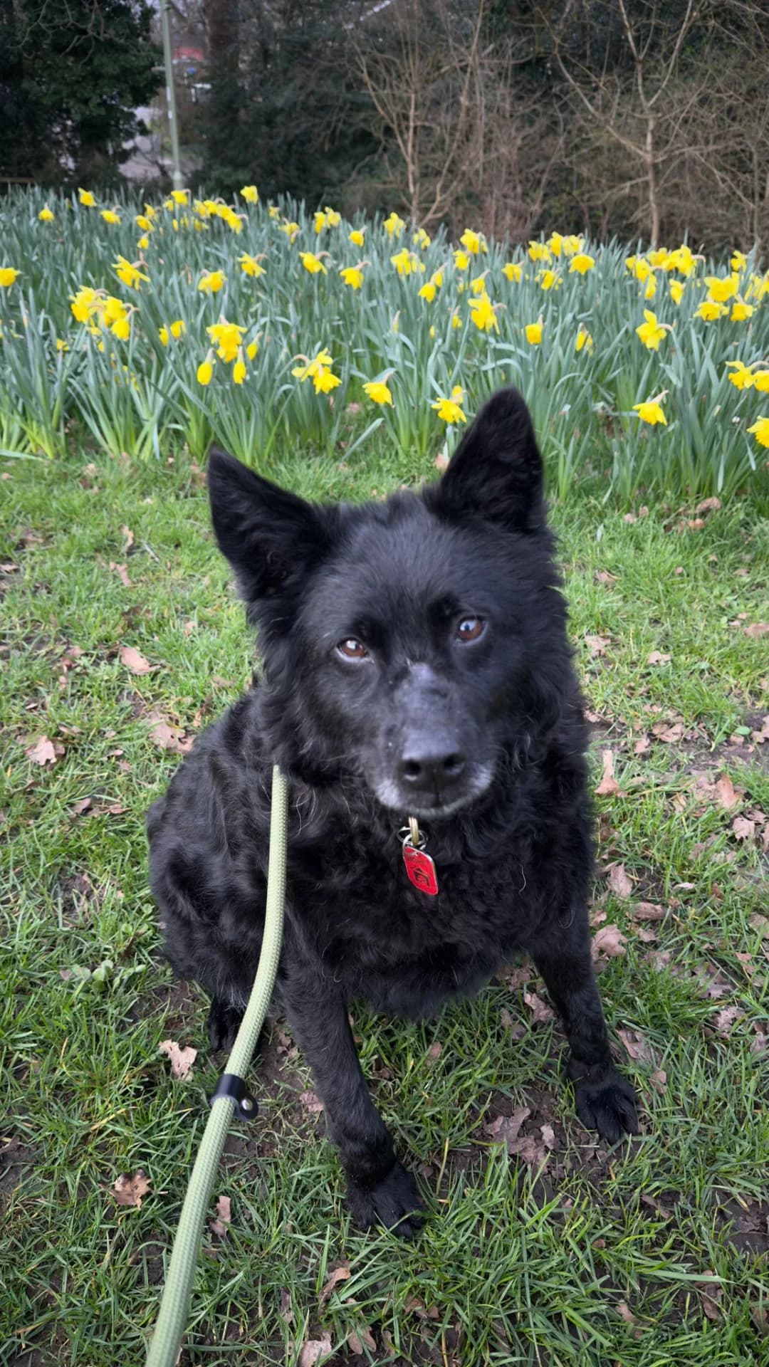 Jensen — Cross-breed