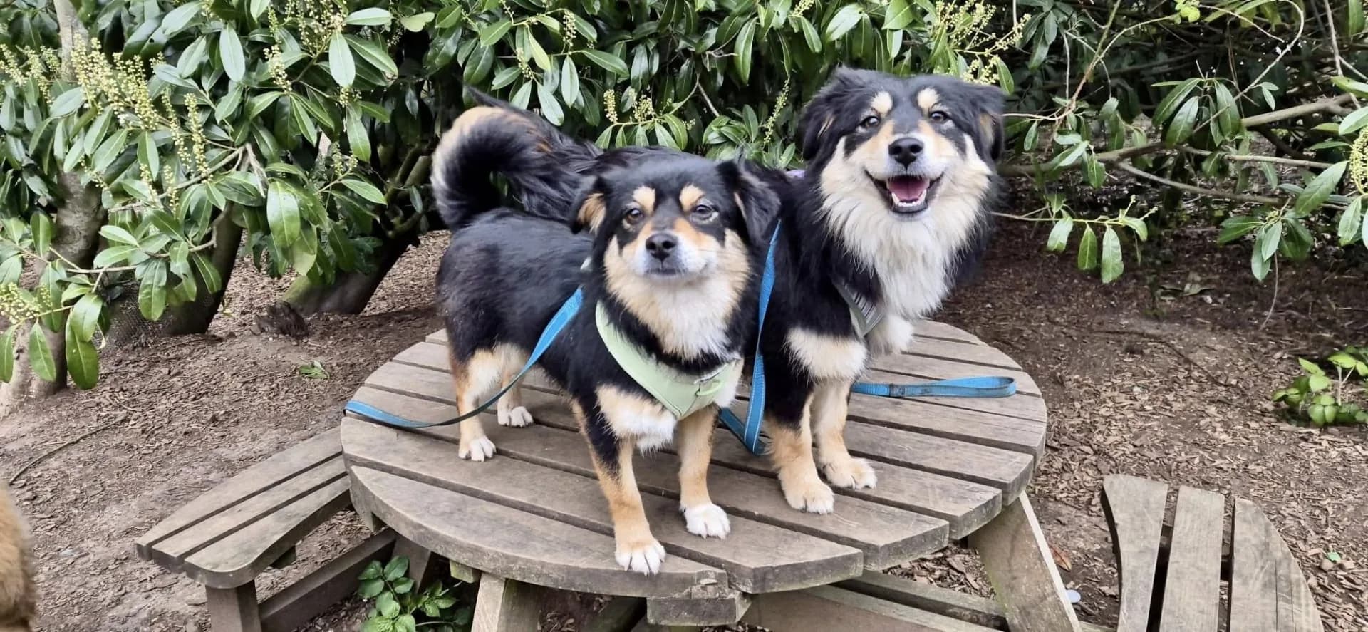 Lady — Cross-breed