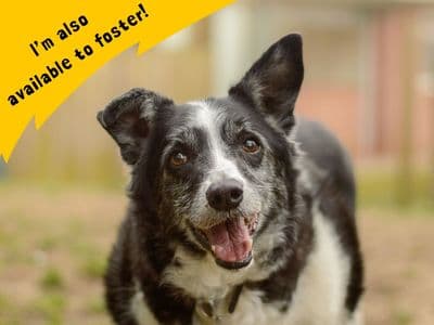 Swift — Collie (Border)