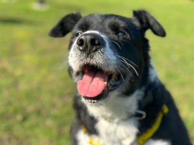 Melon — Collie (Border)