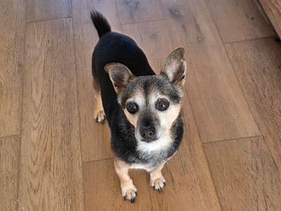 Minty — Chihuahua (Smooth Coat) Cross