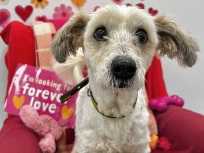 Coco — Shih Tzu Cross