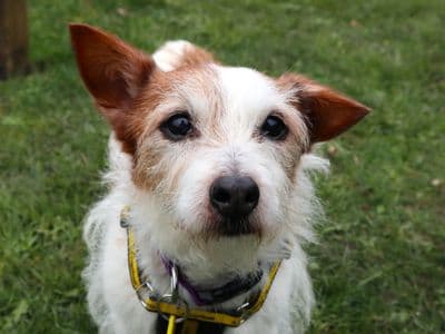 Rosy — Terrier (Jack Russell)