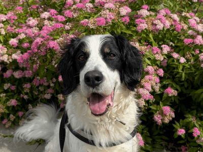 Zebedee — Mixed Breed