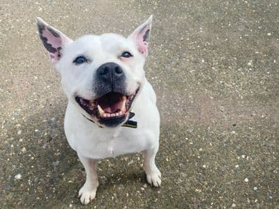 Cooper — Terrier (Staffordshire Bull) Cross