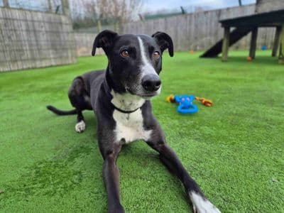 Betty spaghetti — Lurcher