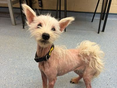 Dolly — Terrier (West Highland White)