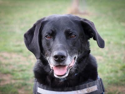Tobias — Retriever (Labrador) Cross