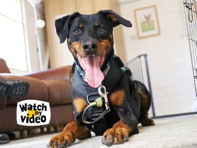 Jupiter — Dobermann