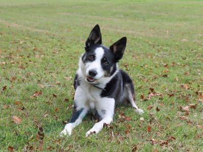 Tilly — Collie (Border)