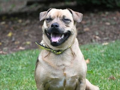 Bella — Terrier (Jack Russell) Cross