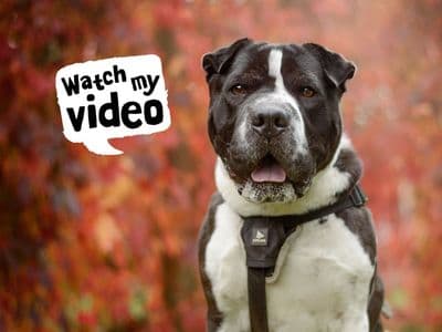 Zeus — Shar Pei Cross