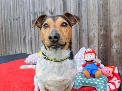 Mario — Terrier (Jack Russell)