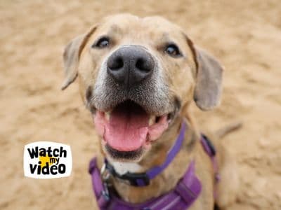 Milo — Terrier (Staffordshire Bull) Cross