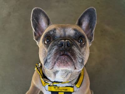 Hetty — French Bulldog Cross