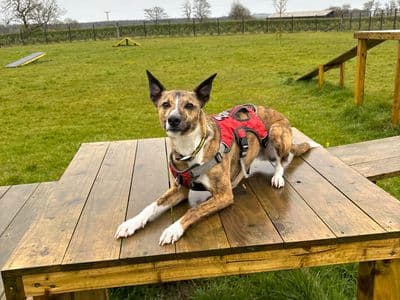 Rocket — Collie (Border) Cross