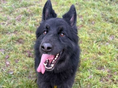 Keiser — German Shepherd Dog Cross