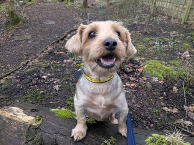 Duke — Terrier (Yorkshire)