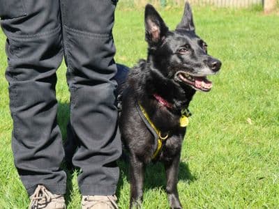 Luna — Mixed Breed