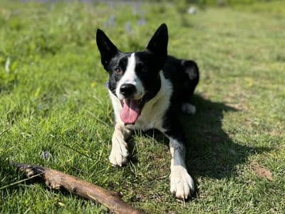 Badger — Border Collie Cross