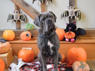 Nala — Italian Corso Dog Cross