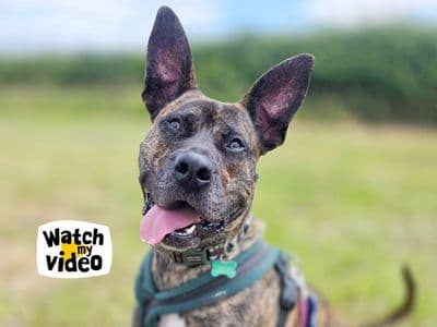 Kaye — Italian Corso Dog Cross