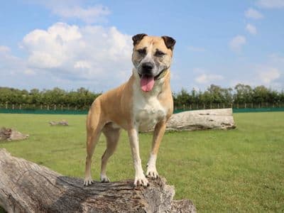 Amber — Mixed Breed