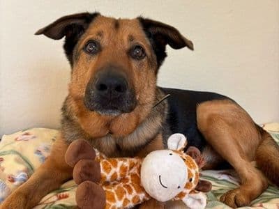 Maximilian — German Shepherd