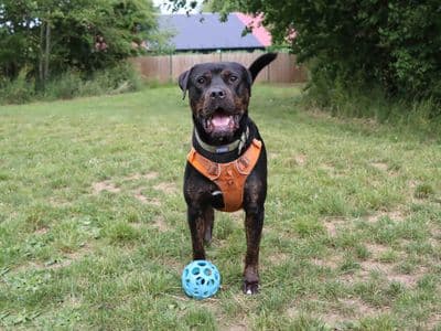 Tank — Mastiff Cross