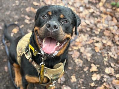 Branston — Rottweiler