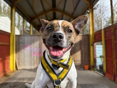 Lockie — French Bulldog Cross