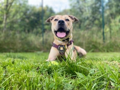 Annie — Mixed Breed