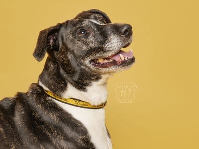 Betty — Mixed Breed