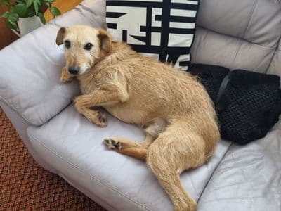 Rossi — Lurcher