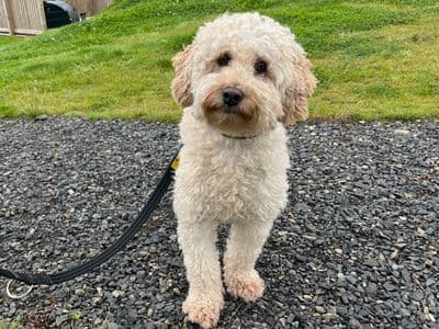 Galloway — Spaniel (Cocker) Cross