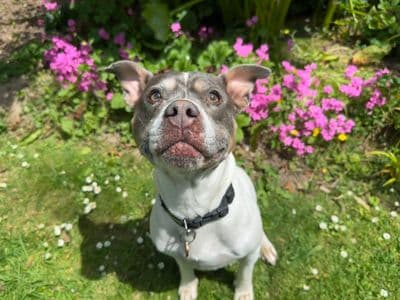 Skye — Terrier (Staffordshire Bull)