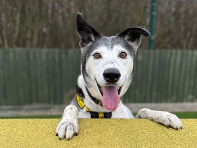 Ollie — Collie (Border) Cross
