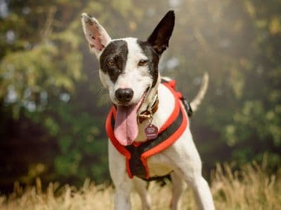 Milly — Terrier (Staffordshire Bull)