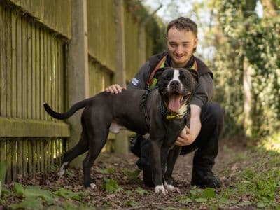 Billy — Terrier (Staffordshire Bull) Cross