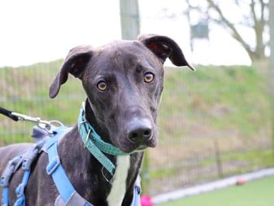 Arthur — Lurcher Cross