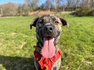 Brody — Terrier (Staffordshire Bull) Cross