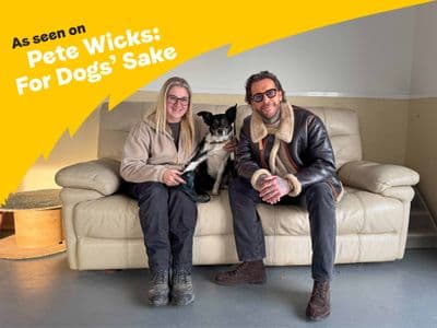 Poppy Flower — Collie (Border)