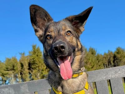 Luna — German Shepherd Dog Cross